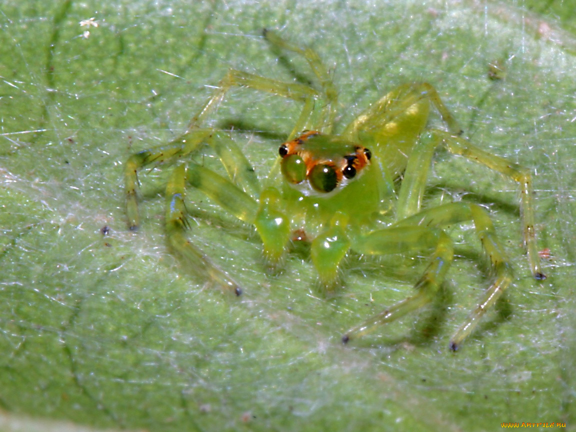 greenvietnamesejumpingspider, , 